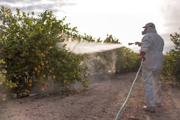 Best Termite Control Services  in Edinburg, TX