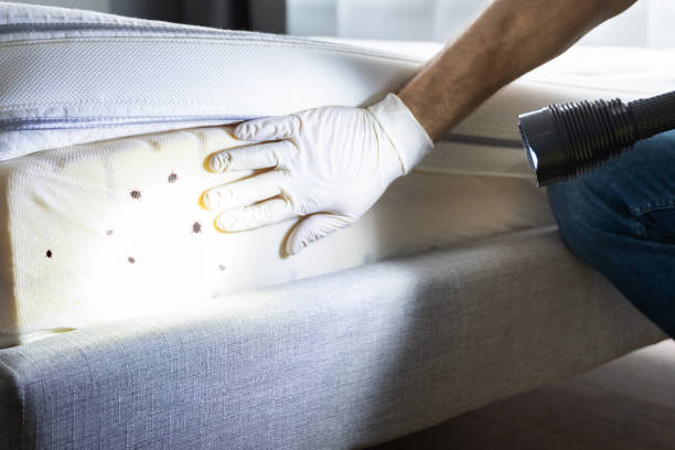 Best Pest Prevention Services  in Edinburg, TX