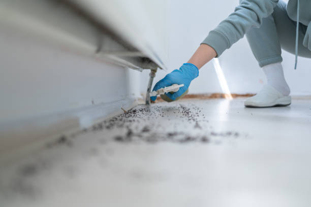 Wasp Removal Services in Edinburg, TX